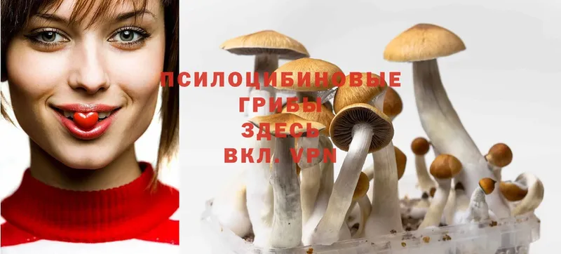 купить закладку  Курганинск  Галлюциногенные грибы Cubensis 