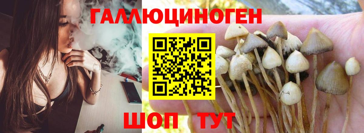Псилоцибиновые грибы мицелий  Курганинск  Галлюциногенные грибы Magic Shrooms 